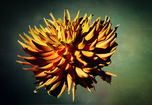 Float on Air dahlia