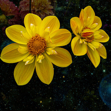 Dahlia's Dream - Floating in space
