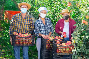 Obraz premium Three workers in face masks standing with crates full of apples in plantation and smiling.