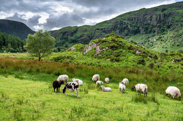 Flock of Sheep in Ireland