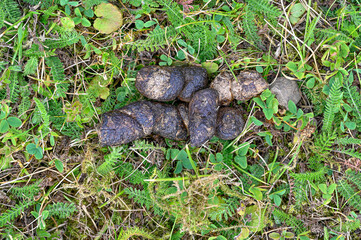cat poop on lawn in Kumla Sweden