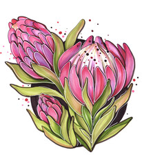 illustration with outline flowers botany logo with tropical protea flowers in red pink color with leaves