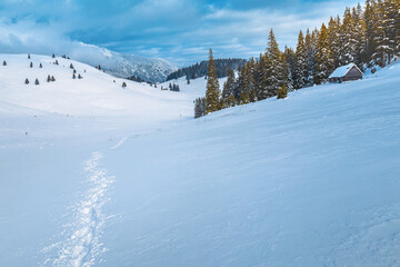 Winter landscape with deep snow and snowy forest, Carpathians, Romania