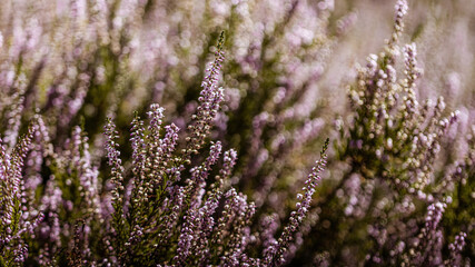 close up of lavender field