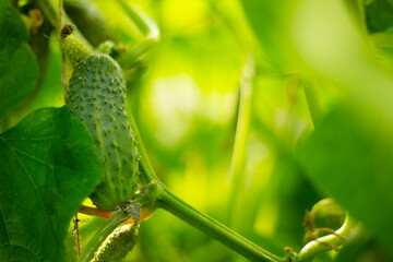 Growth of greenhouse cucumbers