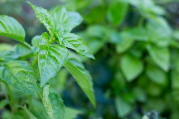 Basil herb growing in greenhouse