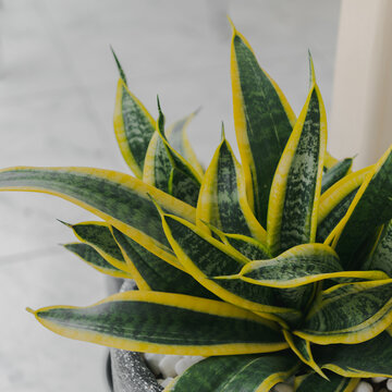 Close up snake plant in pot