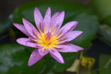 Purple lotus with water droplets close-up