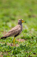 African Wattled Lapwing walking on the grasslands of the veldt in the Kruger Park, South Africa