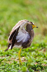 African Wattled Lapwing walking on the grasslands of the veldt in the Kruger Park, South Africa