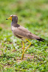 African Wattled Lapwing walking on the grasslands of the veldt in the Kruger Park, South Africa