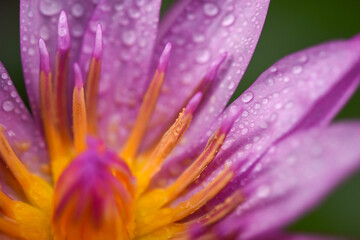 Fototapeta na wymiar Purple lotus with water droplets close-up