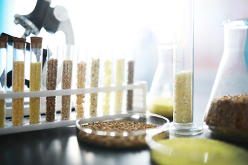 Research Analyzing Agricultural Grains And seeds In The Laboratory. Test tubes with seeds of selection plants.