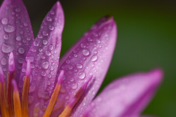 Purple lotus with water droplets close-up