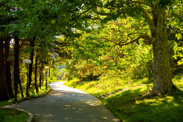 Obraz premium Walkway in the park in the shade of trees on a summer day
