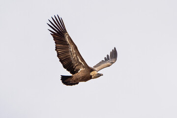 Griffon vulture, Gyps fulvus in Monfrague National Park. Extremadura, Spain
