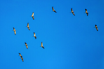 Common crane, Grus grus in Monfrague National Park. Extremadura, Spain