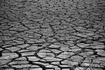 Land cracked by tortoises due to drought