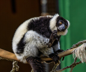 Black and white ruffed lemur in Jerez de la Frontera, Andalusia, Spain