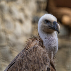 Griffon vulture, Gyps fulvus in Jerez de la Frontera, Andalusia, Spain