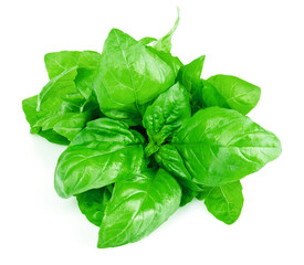 Fresh basil leaves isolated on white background