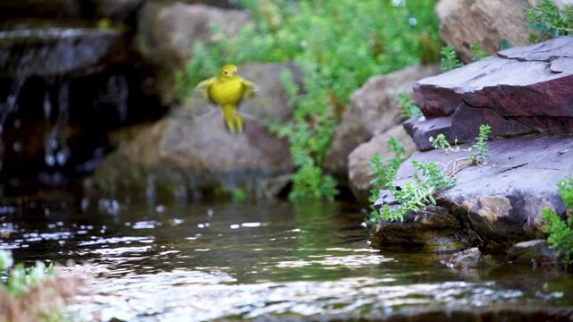 A Yellow Warbler landing in a shallow stream to take a bath - slow motion