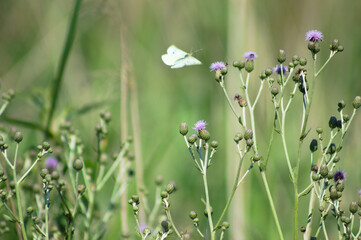 Creeping thistle in bloom closeup view with blurred butterfly in background