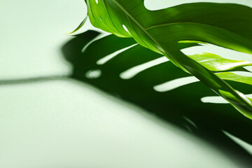 Obraz premium Fresh tropical palm leaf on color background, closeup