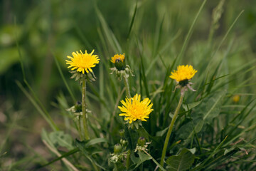 Bright yellow wild flowers on the wind