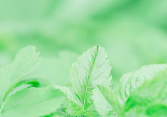 Natural green leaves of the plant.