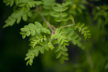 Green bush or tree leaves in the forest