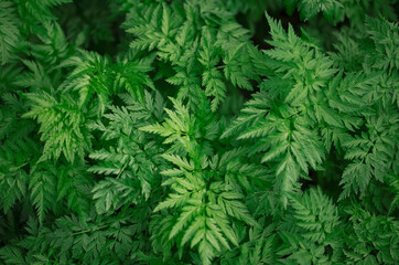 Bush of a fern leaves in the summer forest