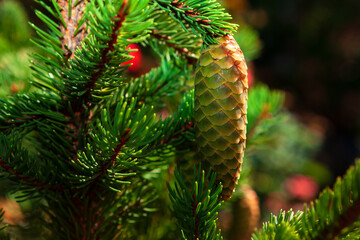 Green pine cone growing on the fir tree . Coniferous evergreen branches 
