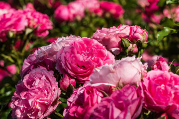 .'Moin Moin' - floribunda rose in partial light shade. Horizontal photo.Macro.Close up