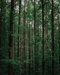 trees in the forest