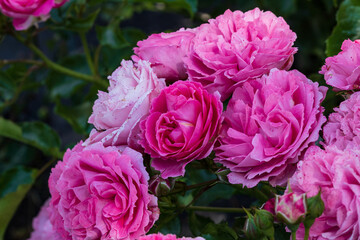 Obraz premium 'Moin Moin' - floribunda rose in shade. Horizontal photo. Macro. Close up.2021