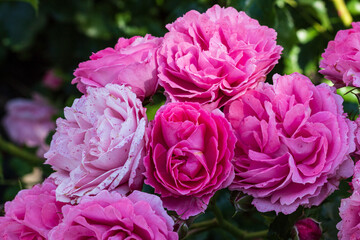 .'Moin Moin' - floribunda rose  in shade. Another view. Close up. Horizotan photo.