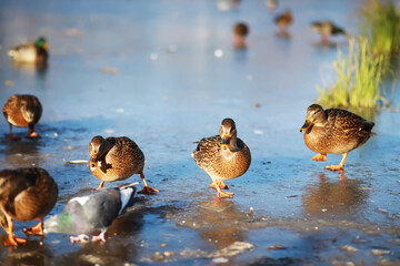 Ducks on the lake in winter, a flock of ducks is preparing to fly to warm countries, wild ducks winter on a warm pond, many birds on the pond