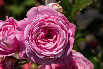 Floribunda rose 