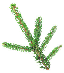 Fresh green fir branch isolated on a white background. Christmas tree.