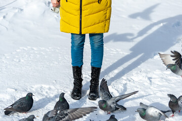 A person feeds the birds in the park in the cold winter, treats them with kindness and care. A flock of pigeons on a winter day in the snow feeds in the yard. The concept of nature protection.
