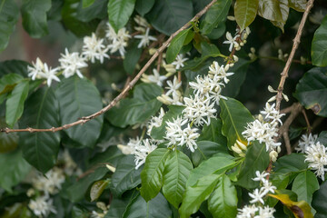Close up view of Arabica coffee white flower blossom on coffee tree branch with morning time misty