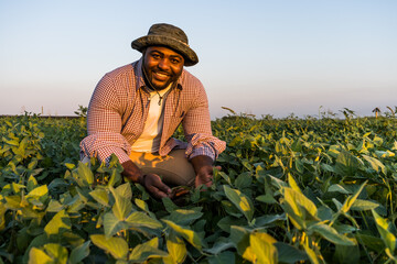 Farmer is standing in his growing soybean field. He is examining progress of plants. © djoronimo