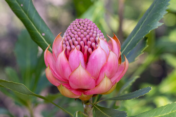 New South Wales Waratah plant in flower