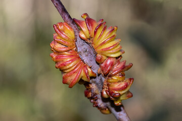 Unusually shaped Gall on Eucalypt Tree limb