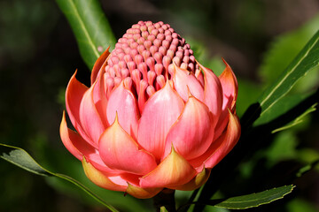 New South Wales Waratah plant in flower
