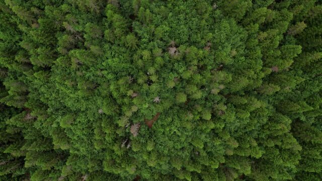 Aerial view of a very dense forest area with imposing trees with different shades of green