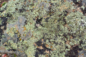 Background from old green lichen on stones. Horizontal image.