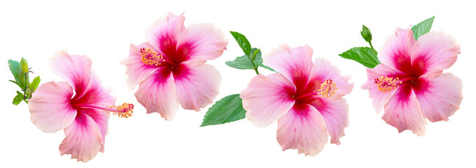 Pink and white tropical flowers, exotic Hibiscus flowers on white background, with clipping path