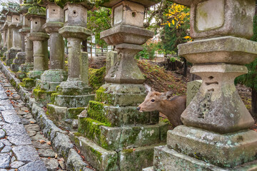 Deer in Kasuga Grand Shrine, Nara, Japan. Deer is cherished as a divine force of God